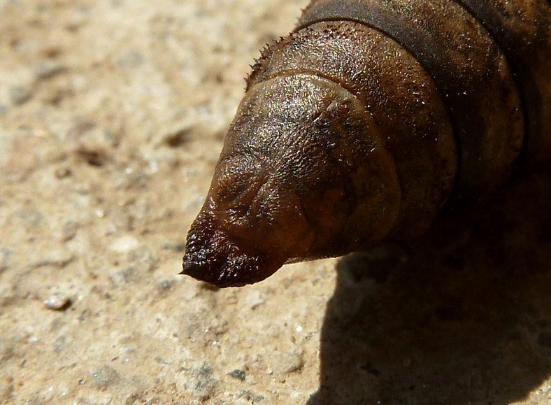 Crisalide femmina di D.porcellus?